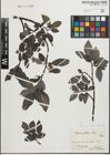 Foto von Salix glabra Scop.